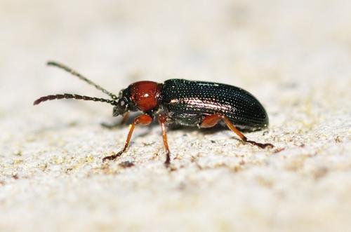 Réf. 321 141 : Oulema sp.